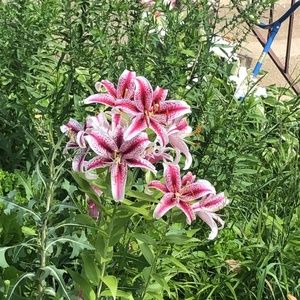 Meet your Posher, Sophia